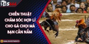 Chiến Thuật Chăm Sóc Hợp Lí Cho Gà Chọi Mà Bạn Cần Nắm