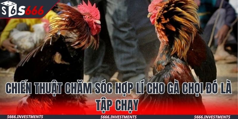 Chiến thuật chăm sóc hợp lí cho gà chọi đó là tập chạy