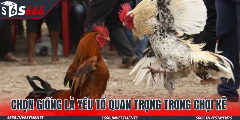 Chọn giống là yếu tố quan trọng trong chọi kê