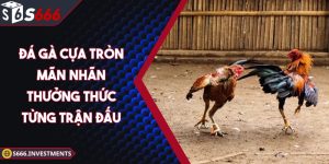 Đá Gà Cựa Tròn – Mãn Nhãn Thưởng Thức Từng Trận Đấu