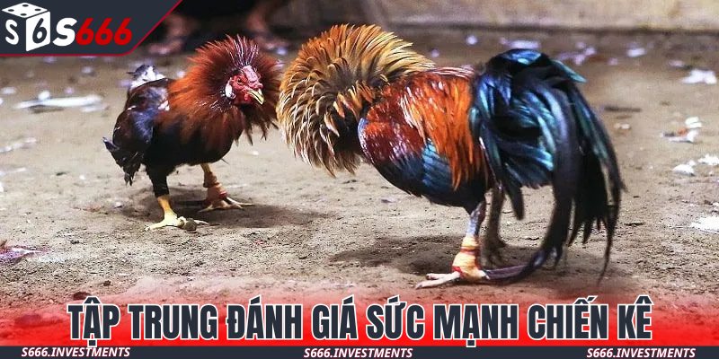 Đánh giá chiến kê qua các thông số quan trọng
