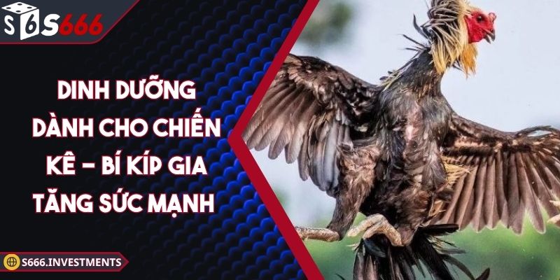 Dinh Dưỡng Dành Cho Chiến Kê - Bí Kíp Gia Tăng Sức Mạnh