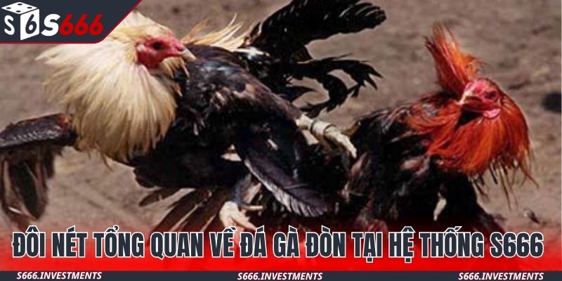 Đôi nét tổng quan về đá gà đòn tại hệ thống S666 