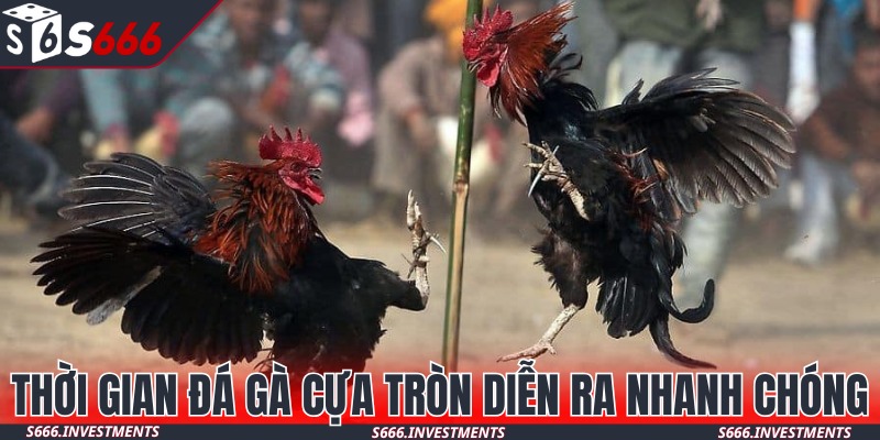 Gà đá cựa tròn diễn ra nhanh chóng