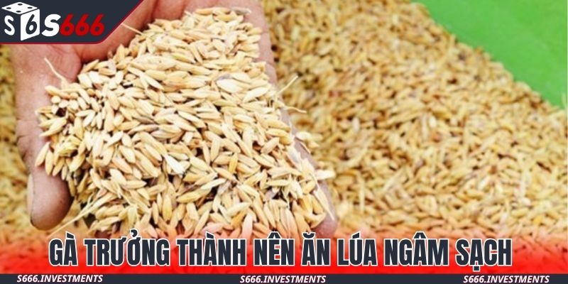 Gà trưởng thành nên ăn lúa ngâm sạch