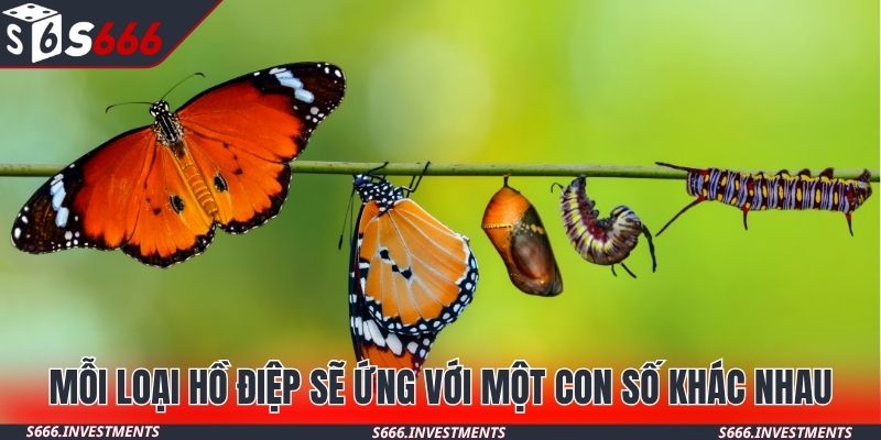 Mỗi loại hồ điệp sẽ ứng với một con số khác nhau
