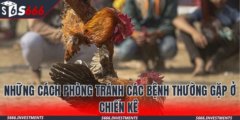 Những cách phòng tránh các bệnh thường gặp ở chiến kê
