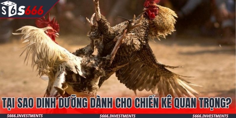 Tại sao dinh dưỡng dành cho chiến kê quan trọng?