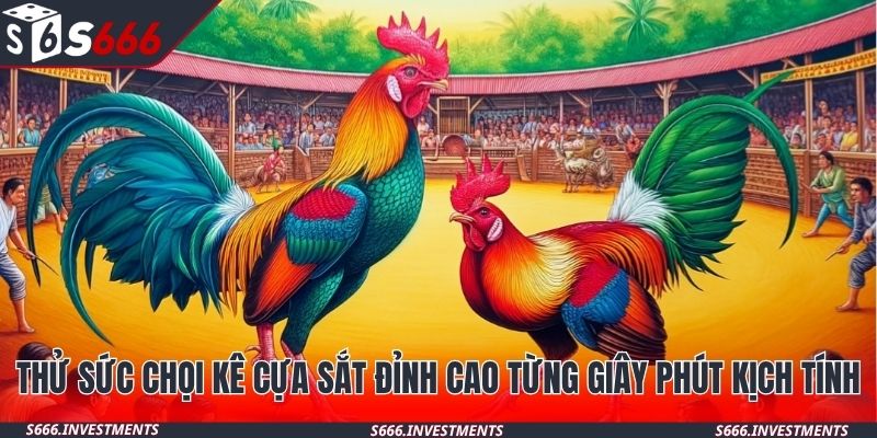 Thử sức chọi kê cựa sắt đỉnh cao từng giây phút kịch tính