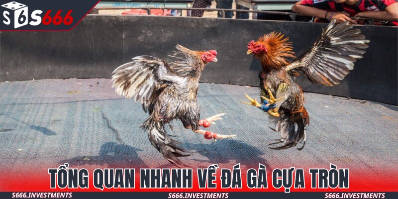 Tổng quan nhanh về đá gà cựa tròn